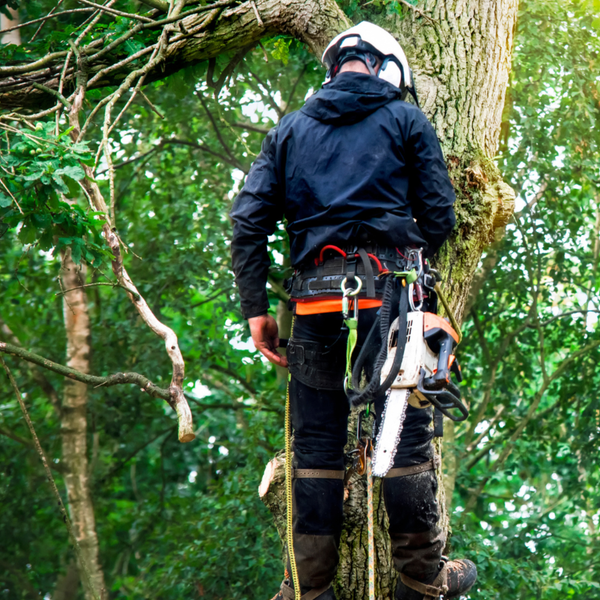 Arborist Gear
